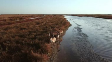 Sonbaharda göl kıyısında geyikler, sonbahar bozkırında geyikler, sonbahar bozkırında geyikler, sonbahar bozkırında geyik sürüsü, vahşi doğada geyikler.