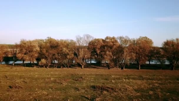 vue aérienne des arbres d'automne au bord de la rivière, vue aérienne des arbres d'automne le matin, rivière le matin brouillard, matin ensoleillé et brumeux sur la rivière