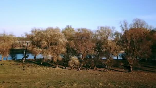 vue aérienne des arbres d'automne au bord de la rivière, vue aérienne des arbres d'automne le matin, rivière le matin brouillard, matin ensoleillé et brumeux sur la rivière