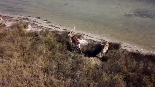 Aerial View Deers Lakeshore Sika Deers Autumn Steppe Herd Deer — Stock Video