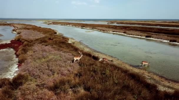 Luftaufnahme Von Hirschen Seeufer Sikahirschen Der Herbststeppe Rotwildherden Herbst Steppenluft — Stockvideo