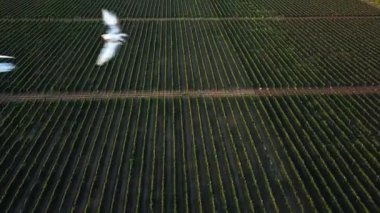 Şafak vakti üzüm bağının hava manzarası, sabah güneşinde üzüm demetleri, gün doğumunda havadan mavi üzümler, şaraphanede üzüm bağları.