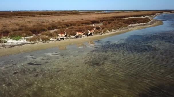 Vista Aérea Que Corre Família Cervos Lago Rebanho Cervos Uma — Vídeo de Stock