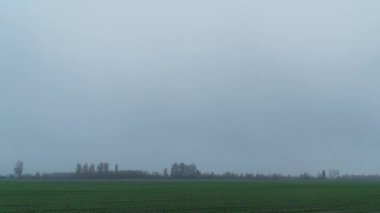 Siste taze buğday tarlası, buğdayda sabah çiği