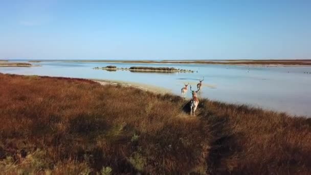 Εναέρια Άποψη Των Ελάφια Στη Λίμνη Keshore Sika Ελάφια Φθινόπωρο — Αρχείο Βίντεο