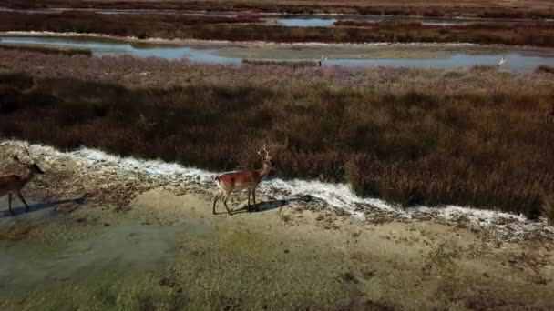 Aerial View Deers Lakeshore Sika Deers Autumn Steppe Herd Deer — Stock Video