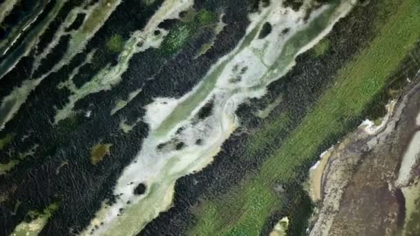 湖泊和芦苇的顶部视图 沼泽水的茂密景观 茂密池塘的空中视图 湿地的正上方视图 — 图库视频影像
