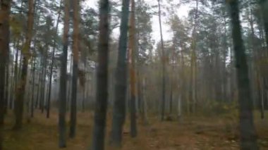 Sonbahar yolundaki sisli araba manzarası sisli bir sonbahar gününde kırsal yolda araba sürüşü.