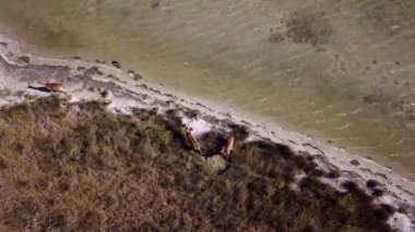 Sığ sulardaki geyikleri, sonbahar gölündeki geyikleri, güz bozkırlarındaki geyik sürülerini, vahşi doğadaki geyiklerin havadan görünüşünü.
