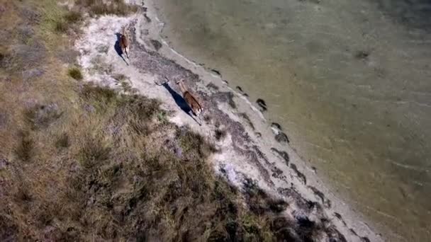 Luchtfoto Van Herten Ondiep Water Sikaherten Het Herfstmeer Hertenhert Herfststeppe — Stockvideo
