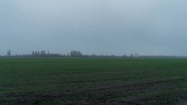 Siste taze buğday tarlası, buğdayda sabah çiği