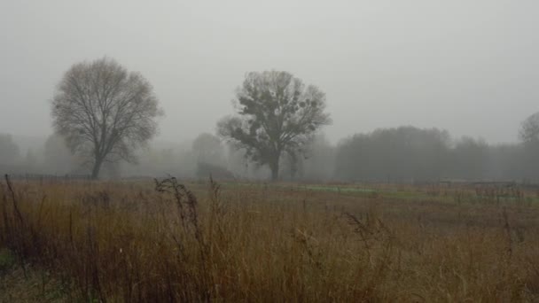 Fitta Nebbia Autunnale Campagna Alberi Autunnali Erba Nella Nebbia Rugiada — Video Stock