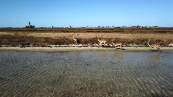 Aerial View Deers Lakeshore Sika Deers Autumn Steppe Herd Deer — Stock Video