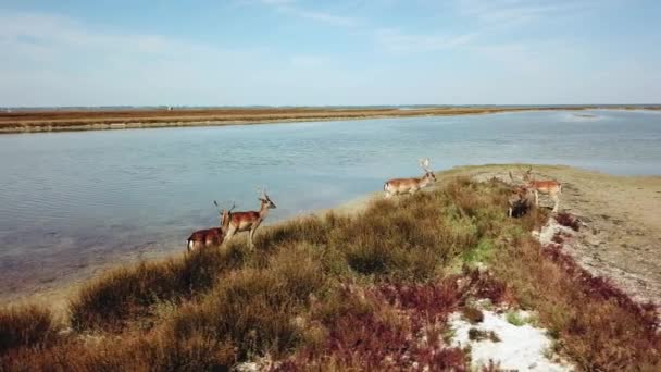 Vista Aérea Ciervos Orilla Del Lago Ciervos Sika Estepa Otoño — Vídeos de Stock