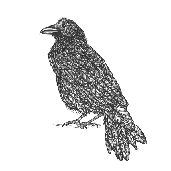Ilustração do estilo de arte de linha de corvo. Ilustração vetorial do corvo desenhado à mão —  Vetores de Stock
