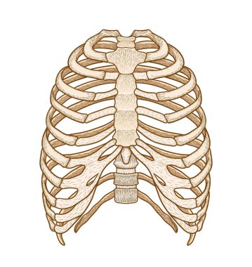 İnsan göğüs kafesi Illustration. Çizgi sanatı stili. Boho vektör