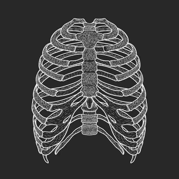 Illustration des menschlichen Brustkorbs. Linienkunst. Boho-Vektor — Stockvektor