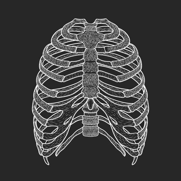 Иллюстрация человеческой грудной клетки. Линейный стиль. Вектор Бохо

