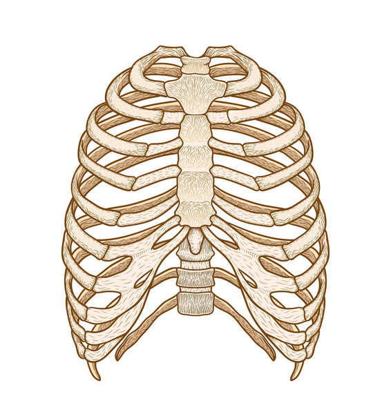 Иллюстрация человеческой грудной клетки. Линейный стиль. Вектор Бохо
