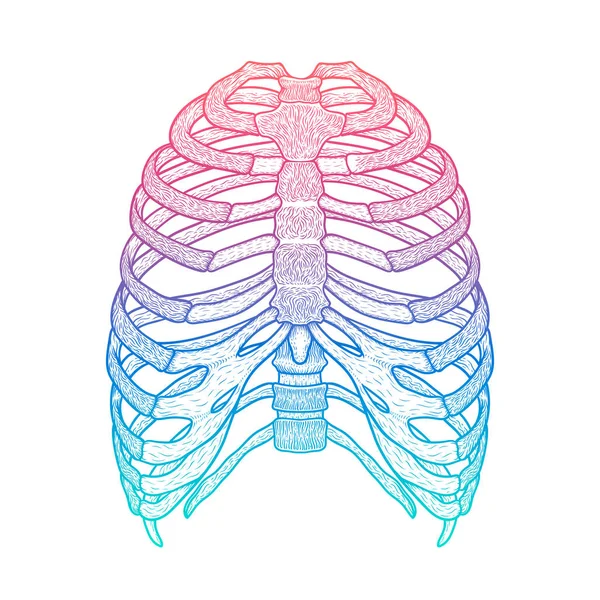 人类的肋骨的插图。线条艺术样式。波西米亚风矢量 — 图库矢量图片