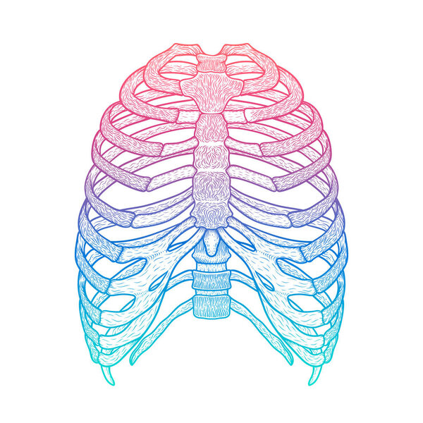 Иллюстрация человеческой грудной клетки. Линейный стиль. Вектор Бохо
