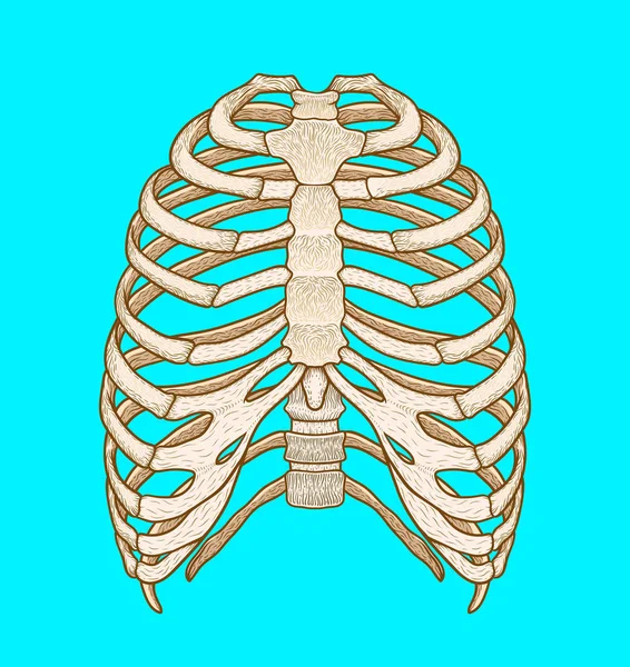 Illustrazione della gabbia toracica umana. Stile Line Art. vettore di Boho — Vettoriale Stock