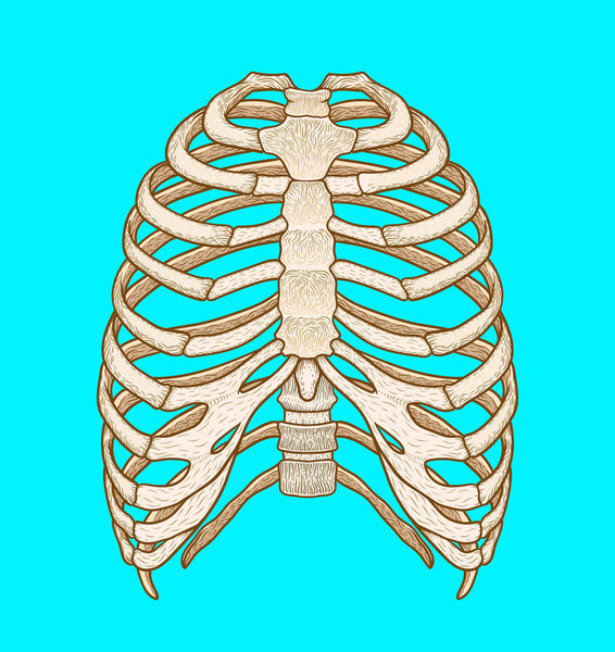 Иллюстрация человеческой грудной клетки. Линейный стиль. Вектор Бохо
