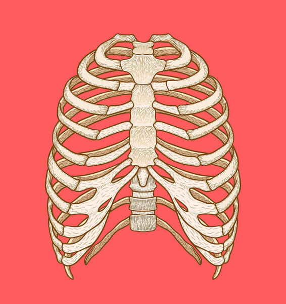 Иллюстрация человеческой грудной клетки. Линейный стиль. Вектор Бохо
