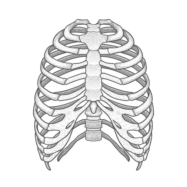 人間の肋骨 Vector Art Stock Images Depositphotos