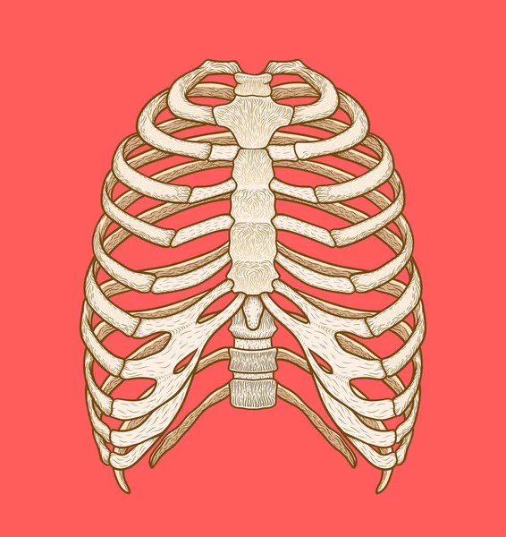 510 Ribcage Vectors Royalty Free Vector Ribcage Images Depositphotos