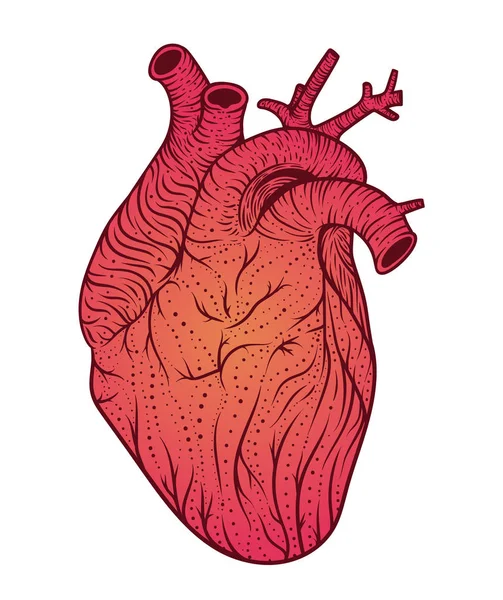 Human heart line art. Vector illustration. Tattoo style — Stock Vector