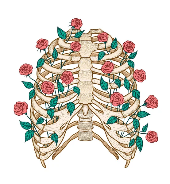 Illustration of human rib cage with roses. Line art style. Boho vector — Stock Vector