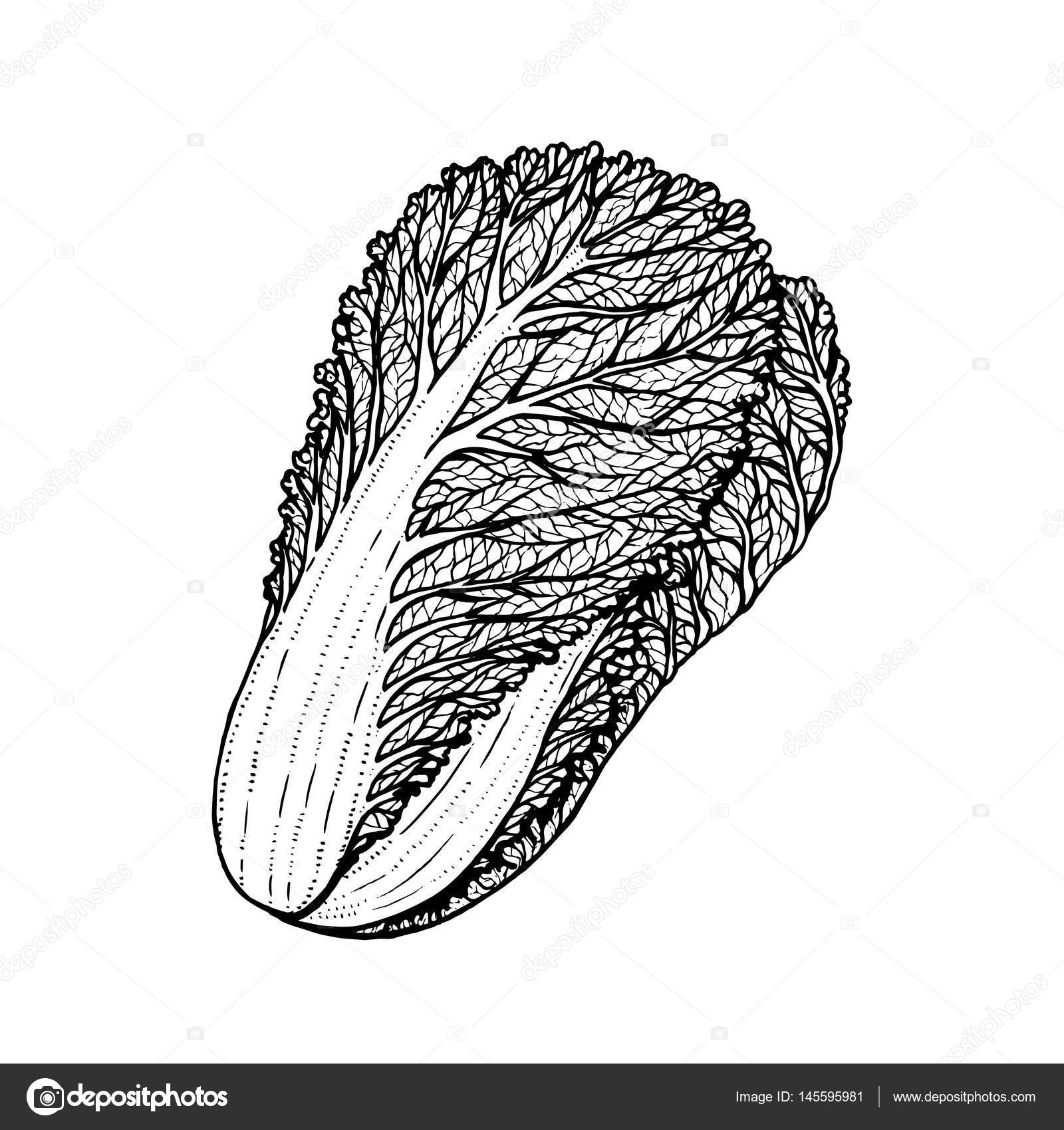 無料の動物画像 エレガント白菜 イラスト 白黒