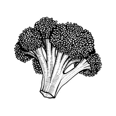 Karnabahar vektör çizim el çekilmiş