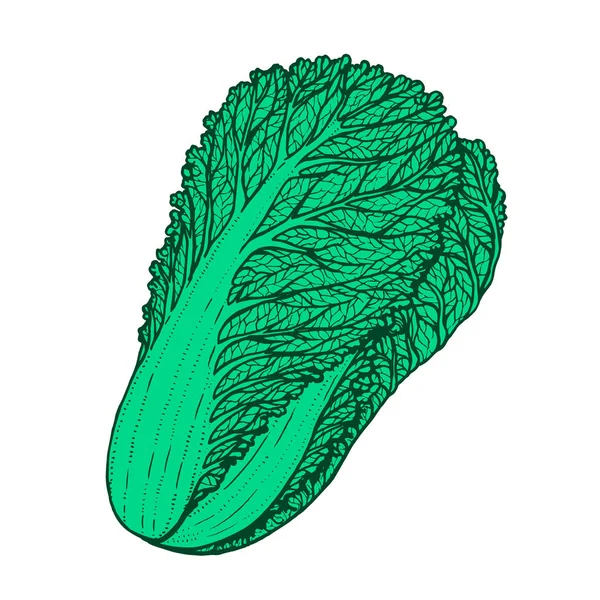 Illustration vectorielle dessinée à la main du chou napa — Image vectorielle