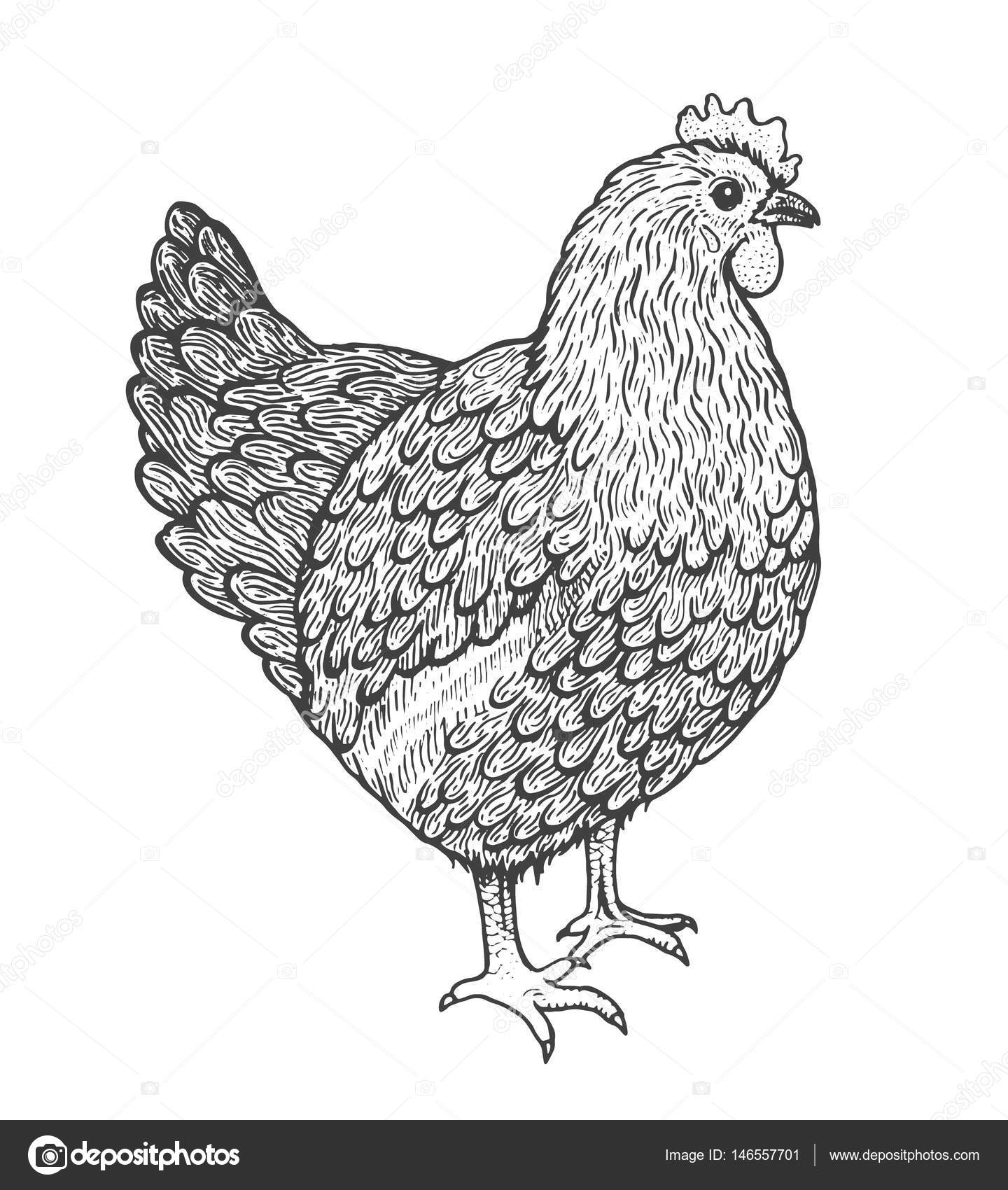 Chicken Hen Hand Drawn Animal Vector Illustration Sketch with Eggs Stock  Vector | Adobe Stock
