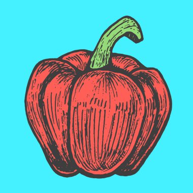 Elle çizilmiş vektör çizim kırmızı biber kroki tarzı. Doodle sebze