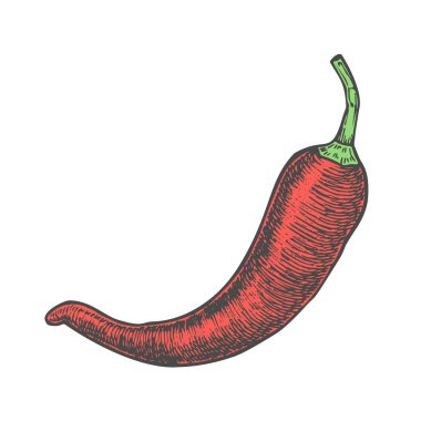 Elle çizilmiş vektör çizim chili biber kroki tarzı. Doodle sebze