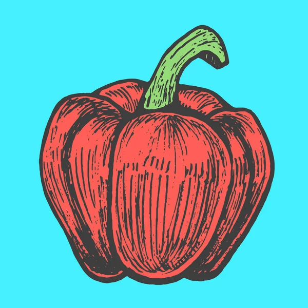 Elle çizilmiş vektör çizim kırmızı biber kroki tarzı. Doodle sebze