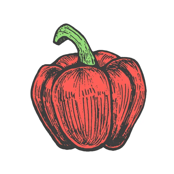 Illustration vectorielle dessinée à la main du style croquis au poivron rouge. Légumes de caniche — Image vectorielle