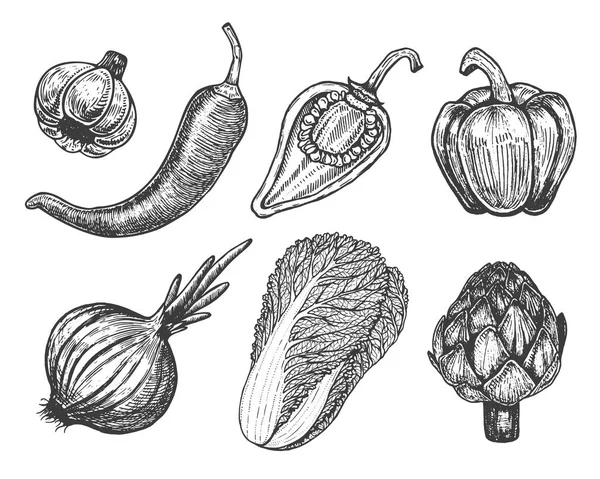 Elle çizilmiş öğeleri kroki tarzı ile sebze ayarlayın. Farklı biber. Taze