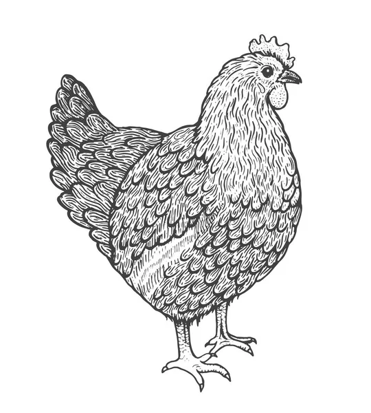 Illustration de croquis de poule. Style line art. Poulet debout — Image vectorielle