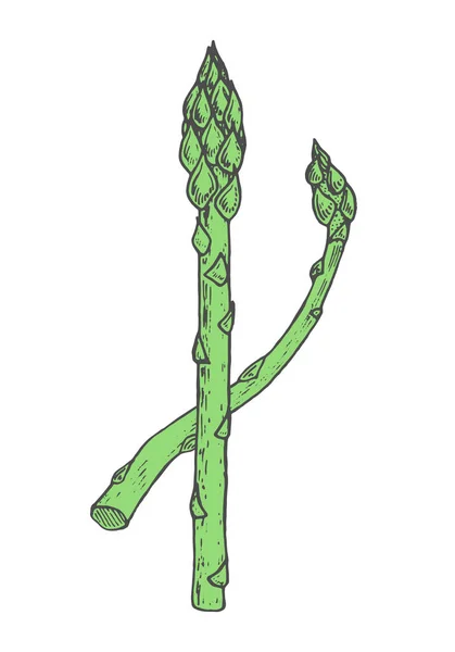 Ручная рисованная векторная иллюстрация стиля спаржи. Зеленый каракуль — стоковый вектор