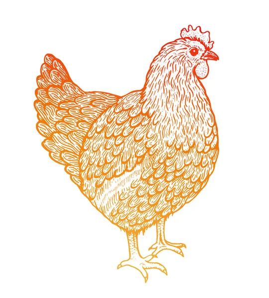 Schizzo illustrazione di gallina. Stile Line Art. Pollo in piedi — Vettoriale Stock