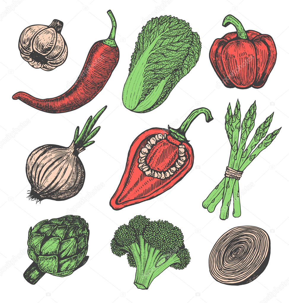 Set hand drawn elements with sketch style fresh vegetables. Different peppers.