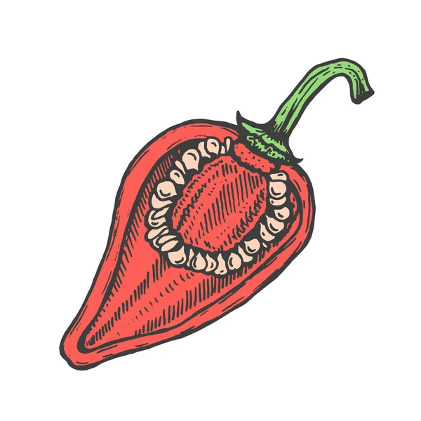 Illustration vectorielle dessinée à la main du style croquis au poivre rouge. Légumes de caniche — Image vectorielle