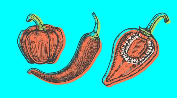 Illustration vectorielle dessinée à la main du style croquis des poivrons. Légumes de caniche — Image vectorielle