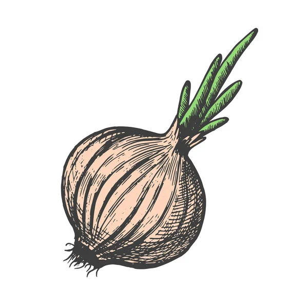 Illustration vectorielle dessinée à la main du style croquis d'oignon. Légumes de caniche — Image vectorielle