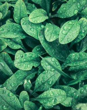 Su üzerinde yeşil yaprak düşer. Yakın çekim. Sonra yağmur çiy