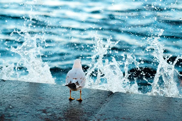 Uma gaivota fica na costa. A água cai no ar. Salpicos de ondas do mar — Fotografia de Stock